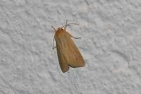 Mythimna pallens