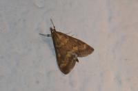 Ostrinia nubilalis/scapulalis