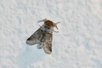 Furcula furcula