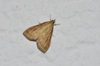 Ostrinia nubilalis/scapulalis