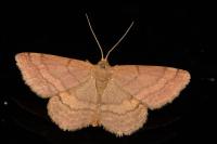 Scopula rubiginata