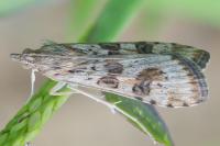 Nomophila noctuella