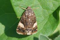 Tyta luctuosa