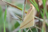 Rhodometra sacraria