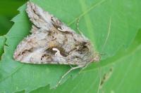 Autographa gamma