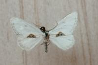 Cilix hispanica