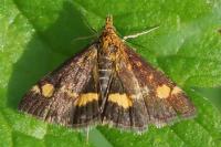 Pyrausta aurata