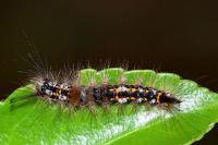 Orgyia recens