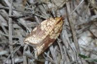 Acleris rhombana