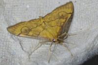 Anania verbascalis