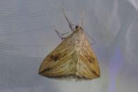 Evergestis forficalis