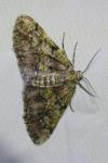Cleorodes lichenaria