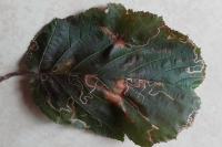 Stigmella microtheriella