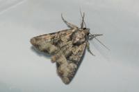 Mesapamea secalella/secalis