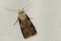 Agrotis puta