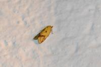 Agapeta hamana