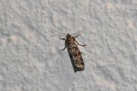 Dioryctria sylvestrella