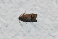 Cydia splendana