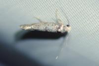 Swammerdamia caesiella