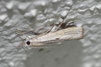 Agriphila geniculea