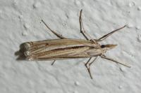 Ancylolomia tentaculella