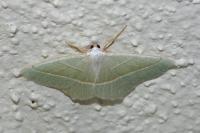 Campaea margaritaria