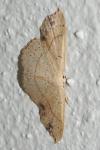 Cyclophora punctaria