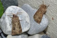 Agrotis bigramma