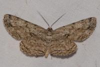 Hypomecis roboraria