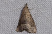 Schrankia taenialis
