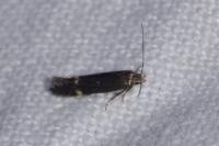 Aproaerema anthyllidella