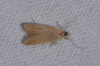 Helcystogramma rufescens