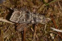 Dioryctria