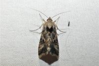 Autographa gamma
