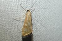 Loxostege sticticalis