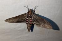 Agrius convolvuli