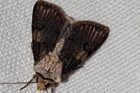 Agrotis puta