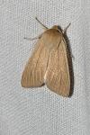 Mythimna pallens