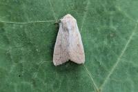 Mythimna vitellina