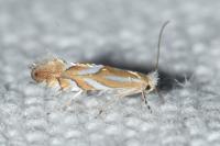 Phyllonorycter distentella