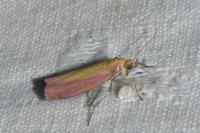 Oncocera semirubella