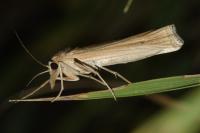 Ancylolomia tentaculella