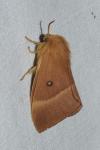 Lasiocampa quercus