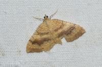 Camptogramma bilineata