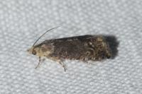 Cydia splendana
