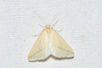 Rhodometra sacraria