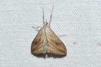 Evergestis forficalis