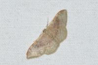 Idaea degeneraria