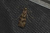 Nomophila noctuella