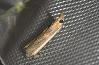 Etiella zinckenella